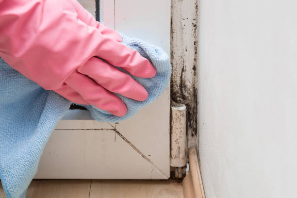 Mold Remediation for Vacation Homes in Brockton, MA